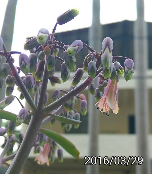 大葉不死鳥、寬葉不死鳥的花 flowers of Bryophyllum daigremontianum, mother-of-millions, mother-of-thousands, alligator plant, or Mexican hat plant 